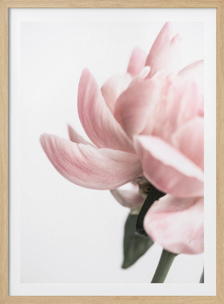 Pfingstrose 2 | Poster