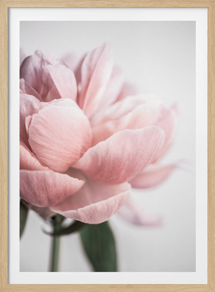 Pfingstrose 3 | Poster