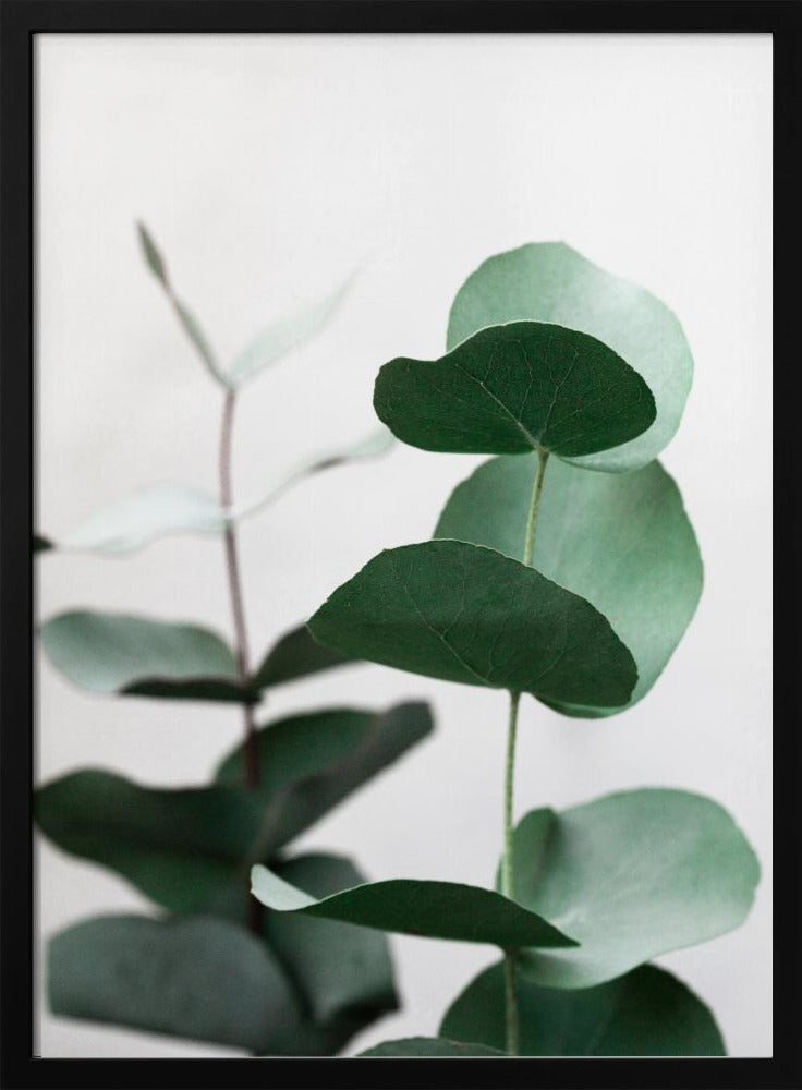 Eukalyptus 5 A1 | Poster