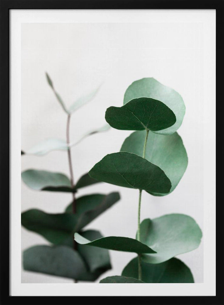 Eukalyptus 5 A1 | Poster