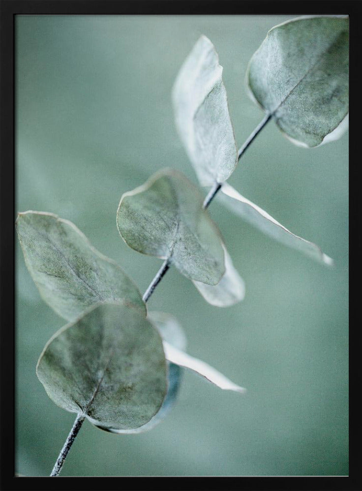 Eukalyptus 9 | Poster