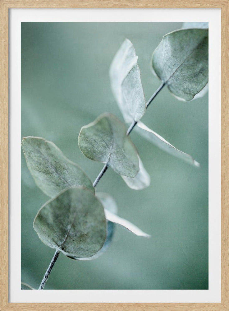 Eukalyptus 9 | Poster