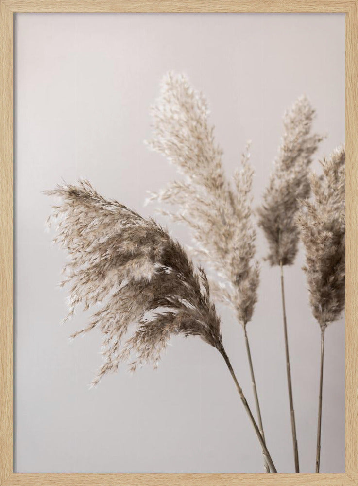 Gras 24X | Poster
