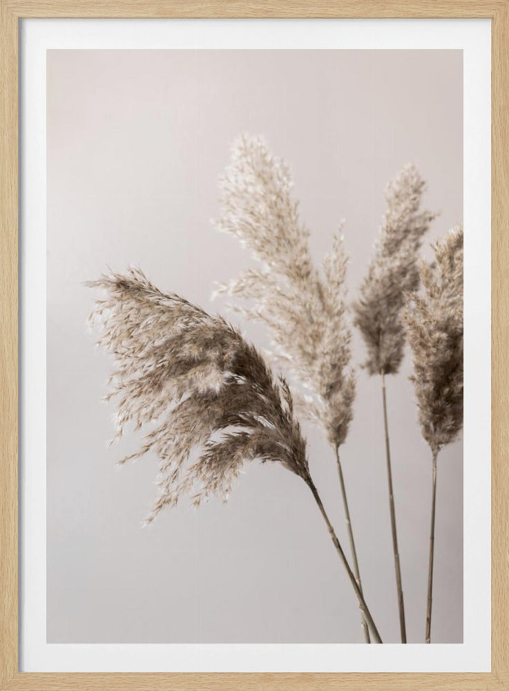 Gras 24X | Poster