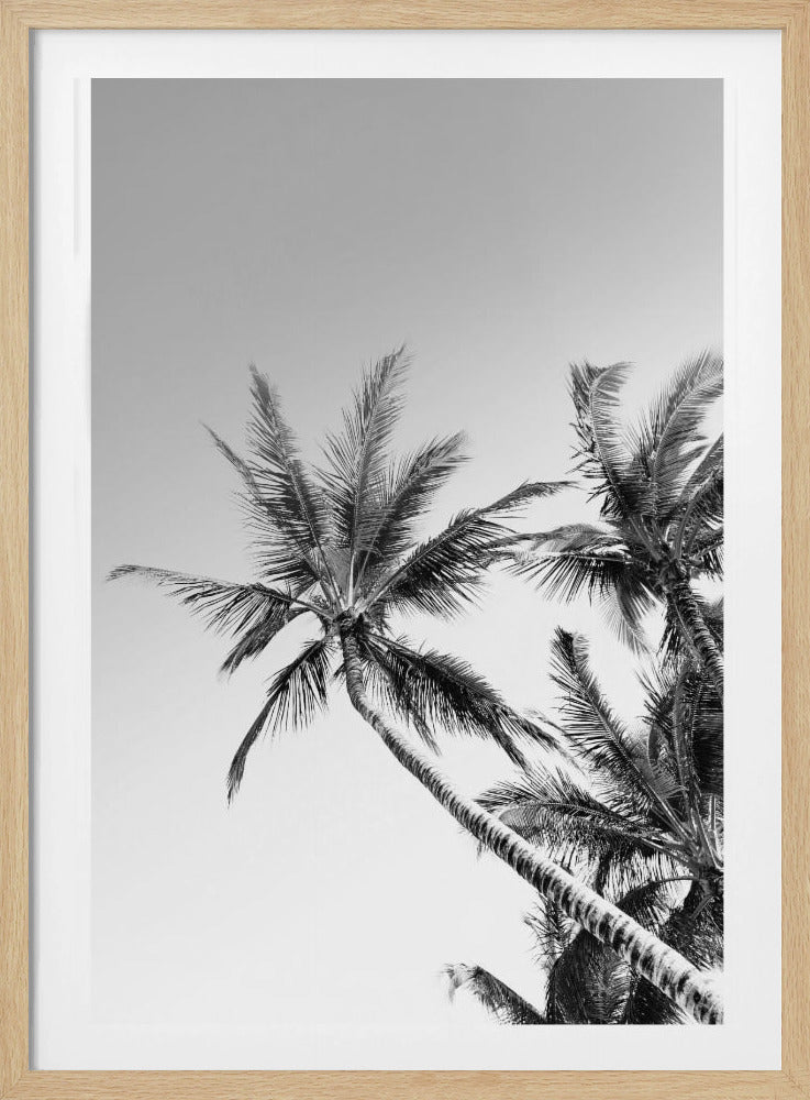 Tropische Silhouetten | Poster