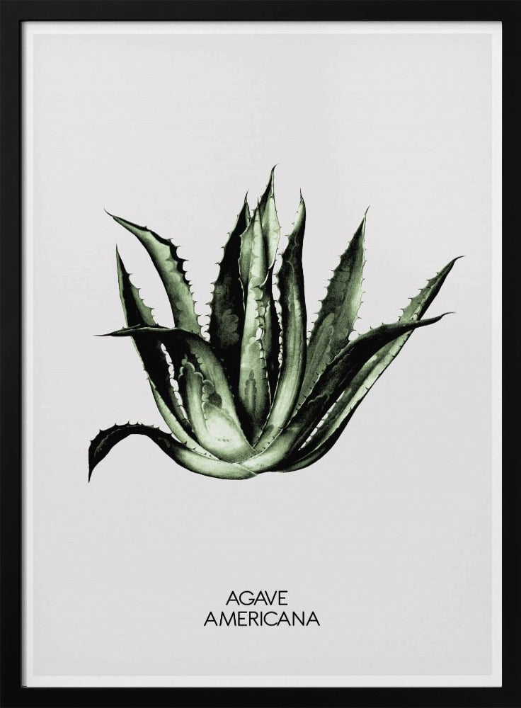 Grüne Agave Eleganz | Poster