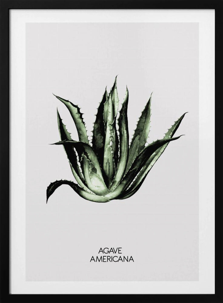 Grüne Agave Eleganz | Poster