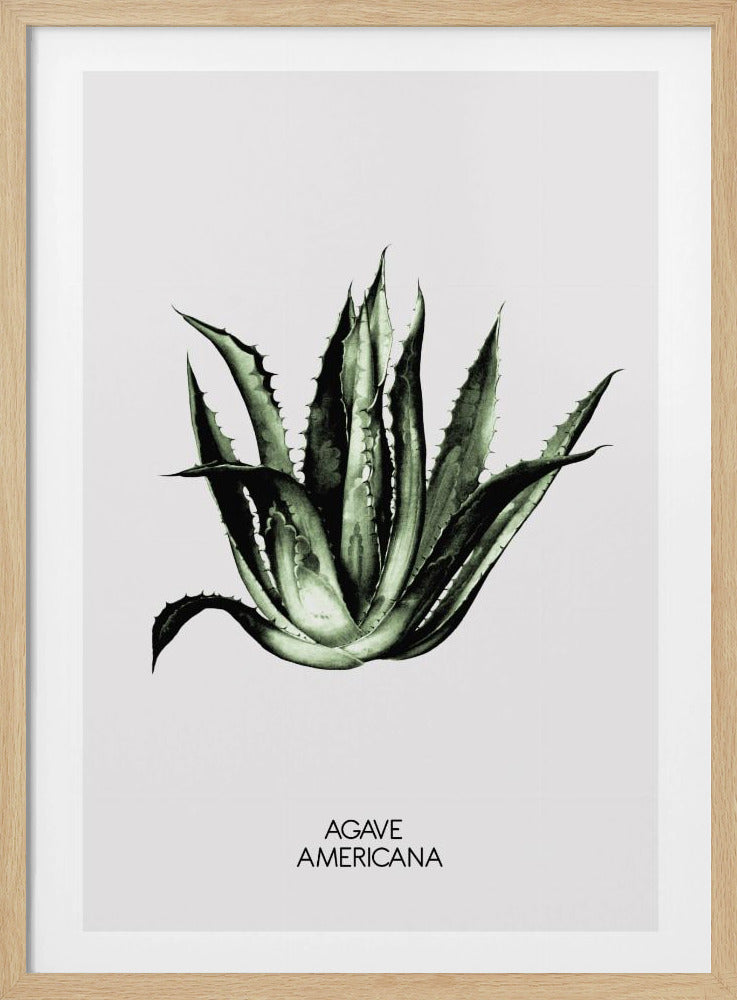 Grüne Agave Eleganz | Poster