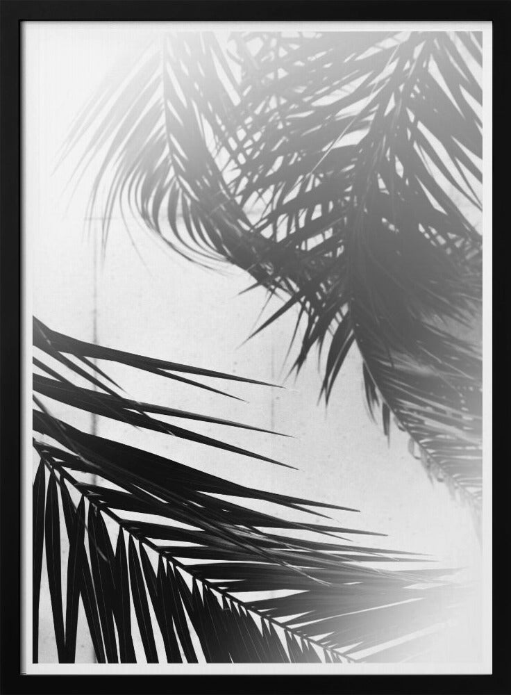 Palmen-Silhouetten | Poster