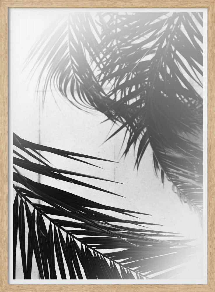 Palmen-Silhouetten | Poster