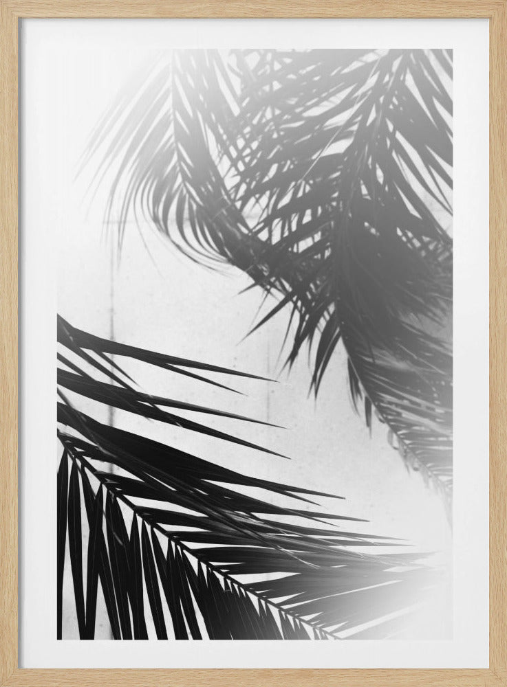 Palmen-Silhouetten | Poster