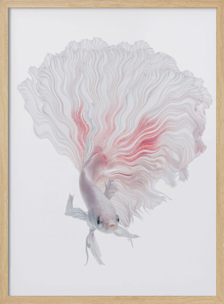 Wurzel-Betta | Poster