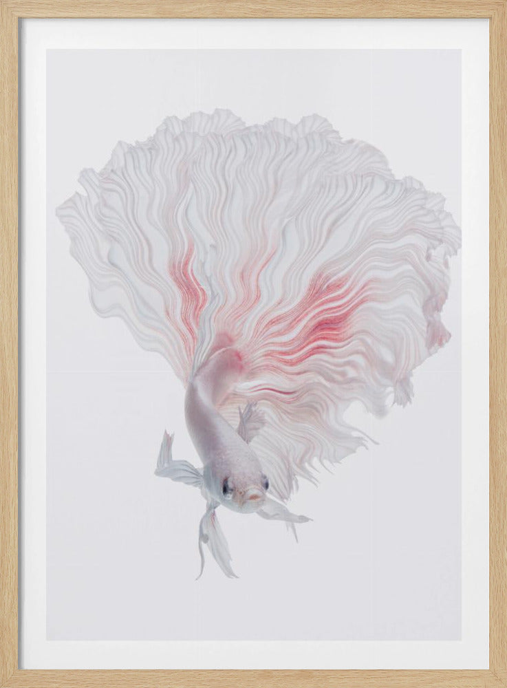 Wurzel-Betta | Poster