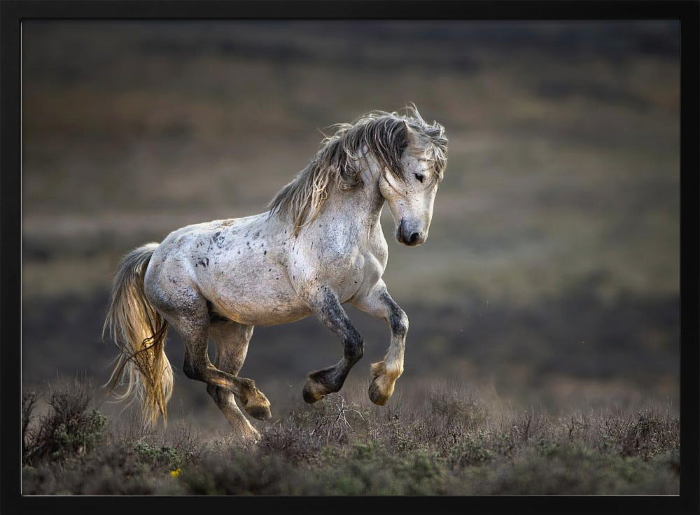 Mustang, Wildpferd / Equus ferus caballus | Poster