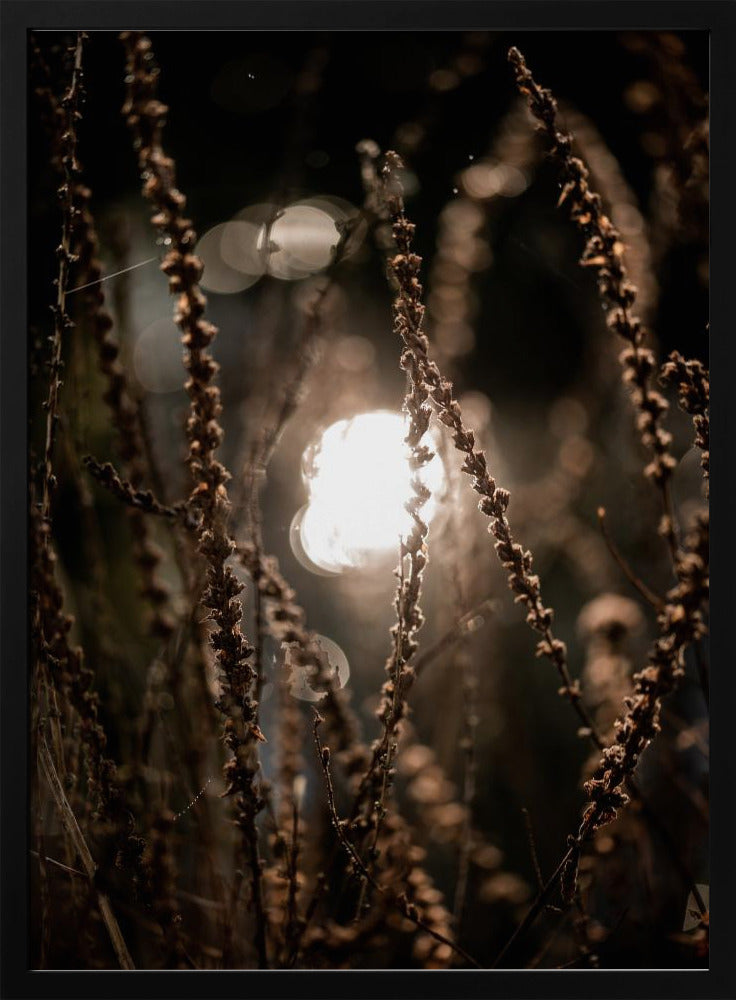 Herbstlichter 2 | Poster