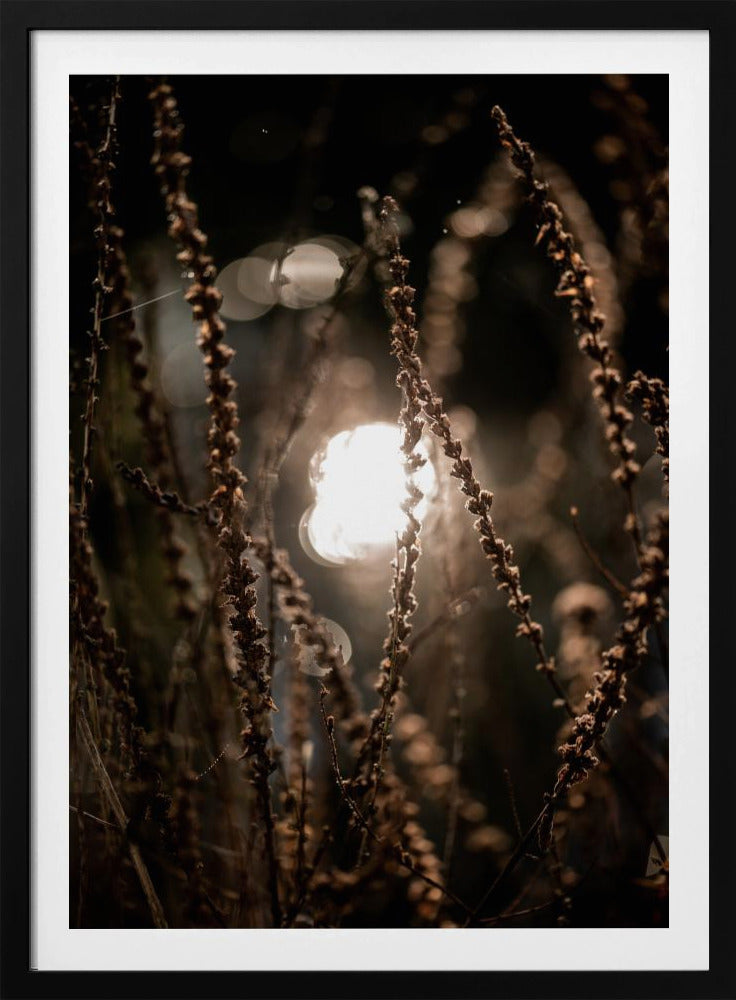 Herbstlichter 2 | Poster