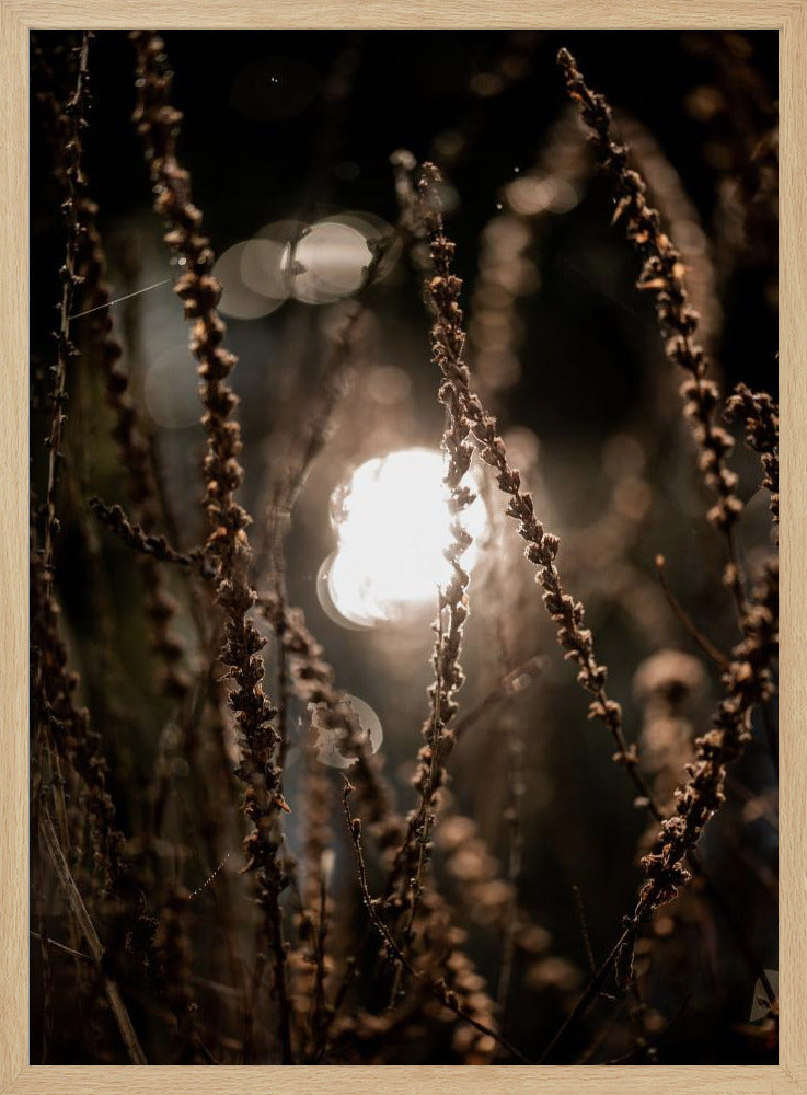 Herbstlichter 2 | Poster