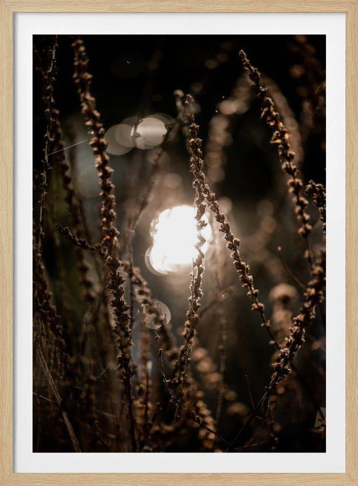 Herbstlichter 2 | Poster