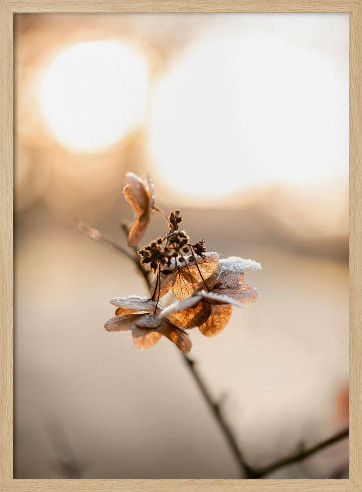 Hortensie 4 | Poster