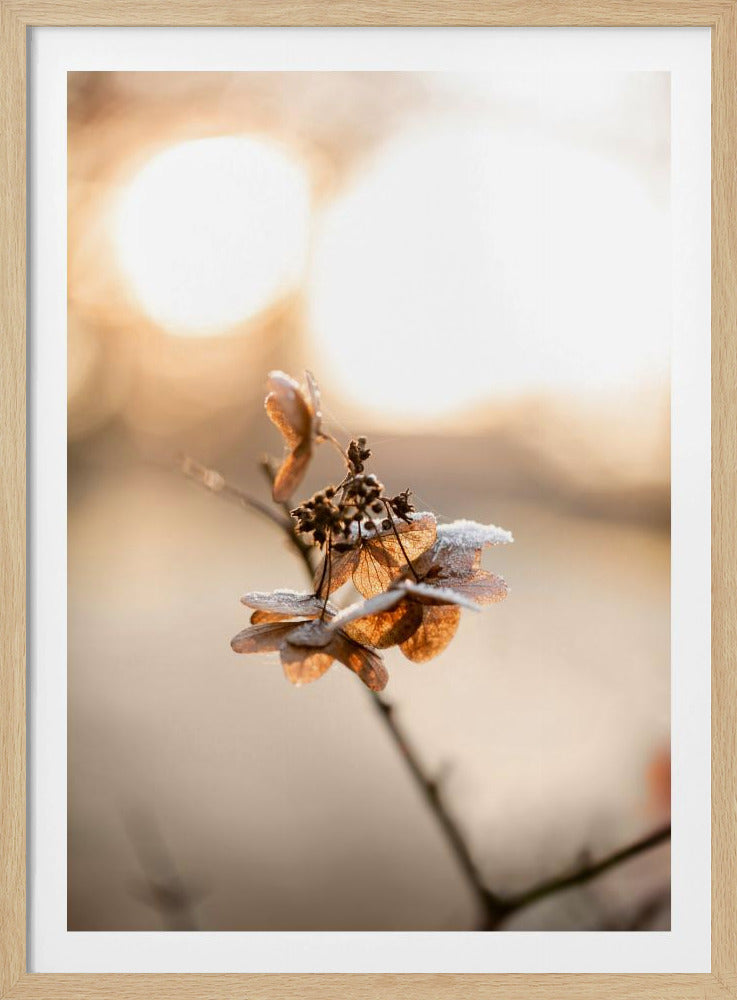 Hortensie 4 | Poster