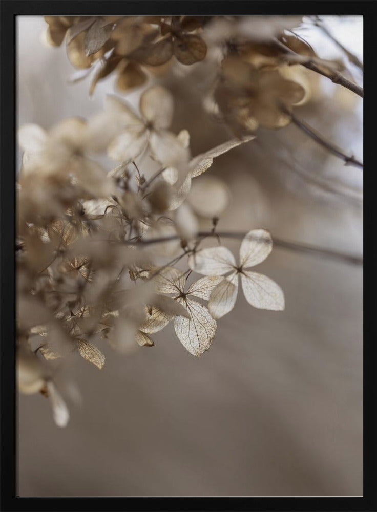 Hortensie 1 | Poster