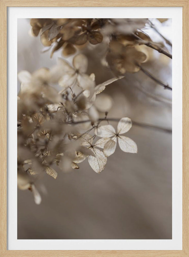 Hortensie 1 | Poster