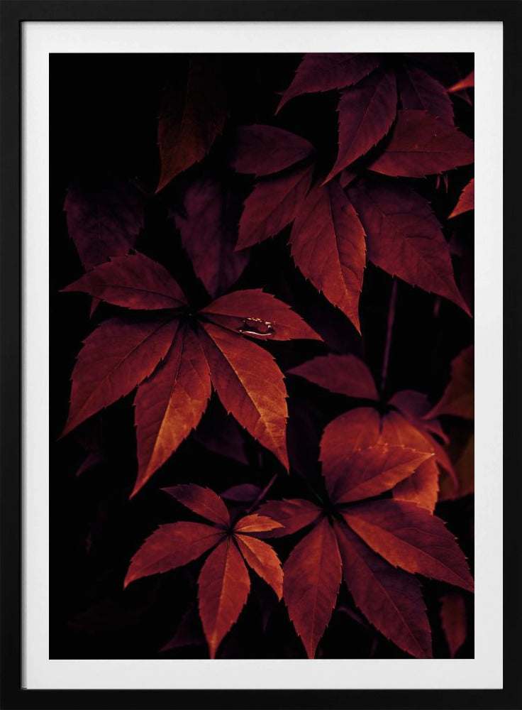 Dunkle Blätter 7X | Poster