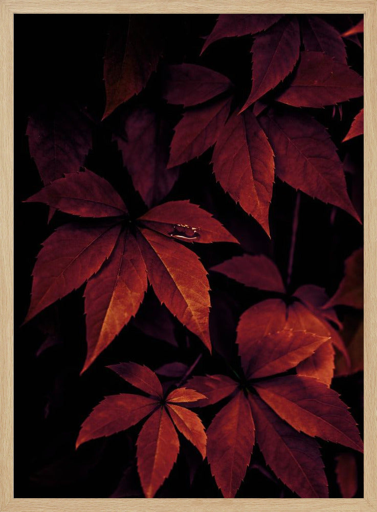 Dunkle Blätter 7X | Poster