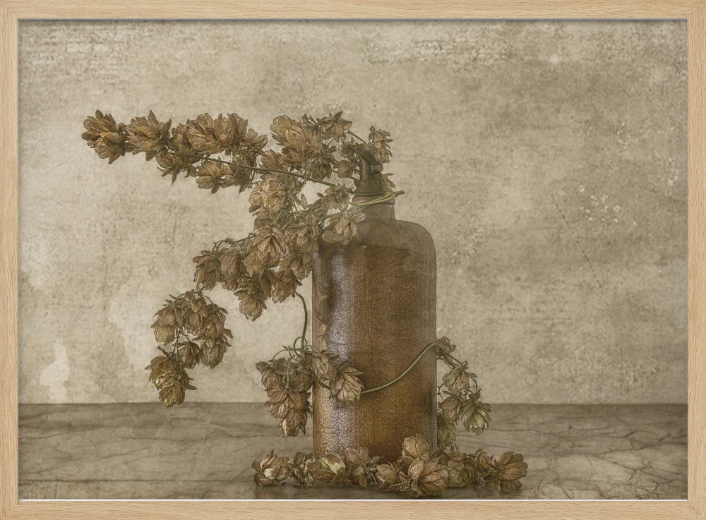 Gemeiner Hopfen 2 | Poster
