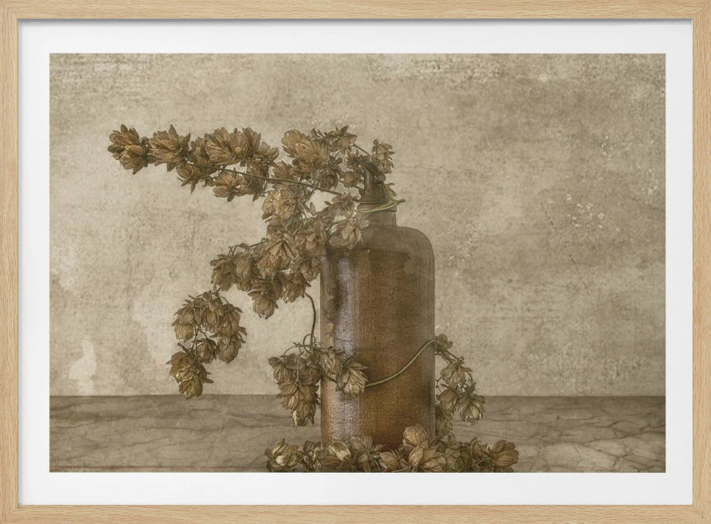 Gemeiner Hopfen 2 | Poster