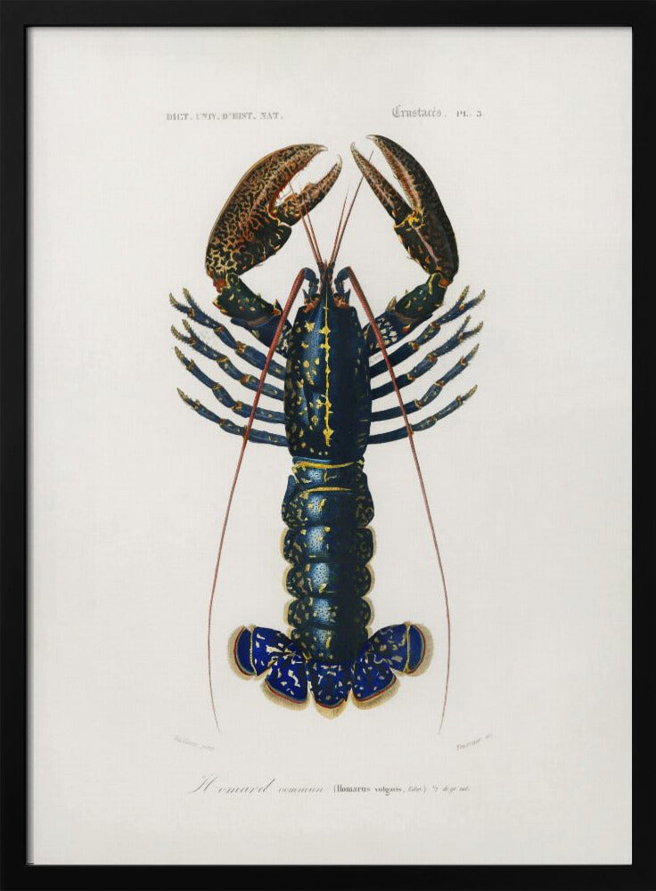 Purpurrote Flusskrebse | Poster
