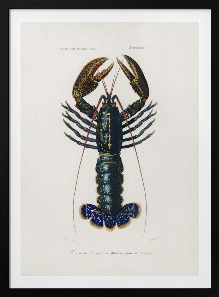 Purpurrote Flusskrebse | Poster