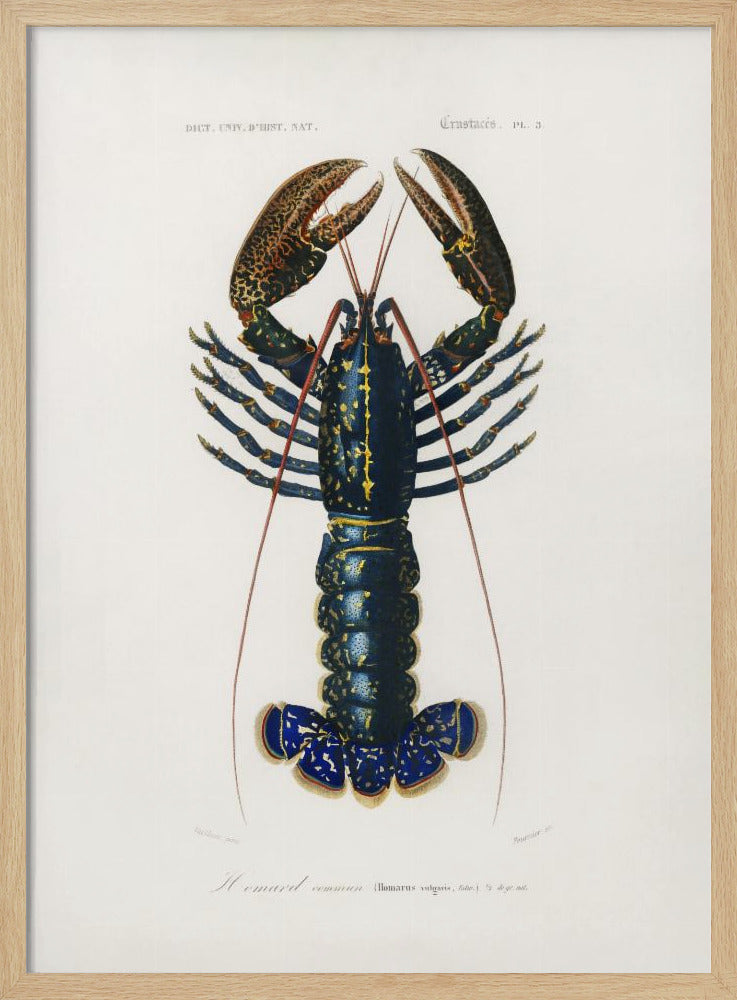 Purpurrote Flusskrebse | Poster