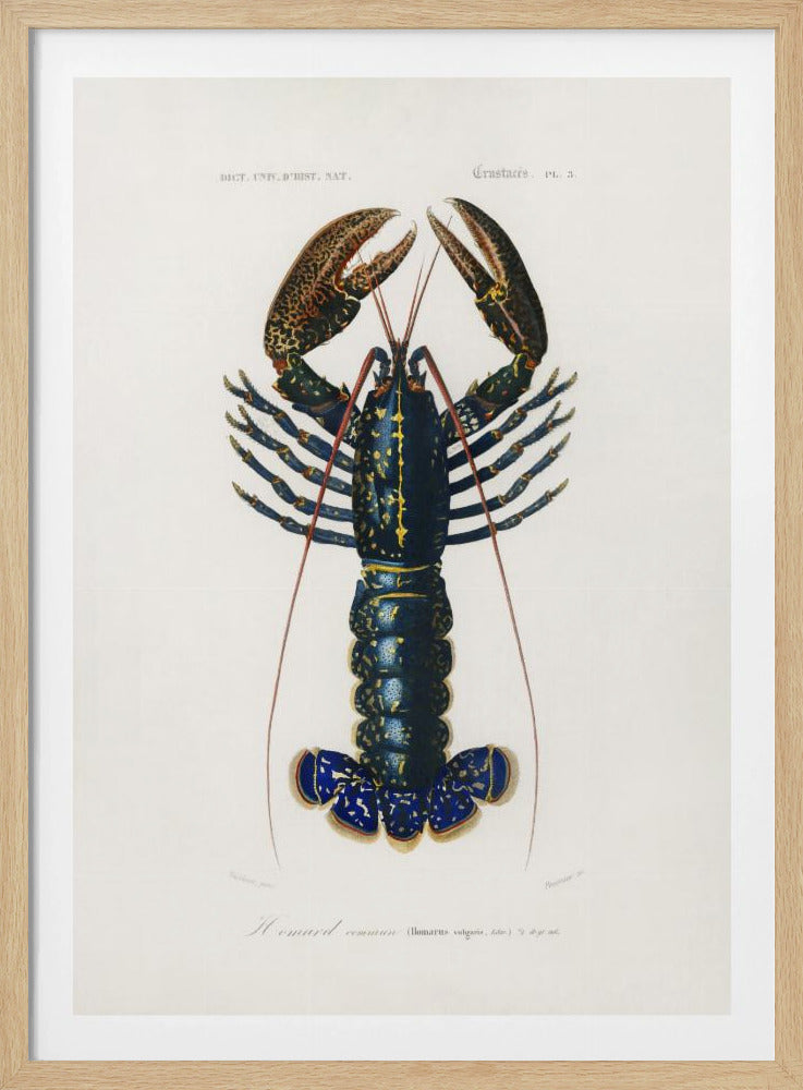 Purpurrote Flusskrebse | Poster