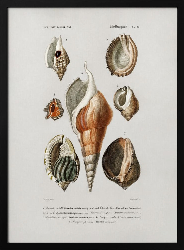 Verschiedene Weichtierarten | Poster