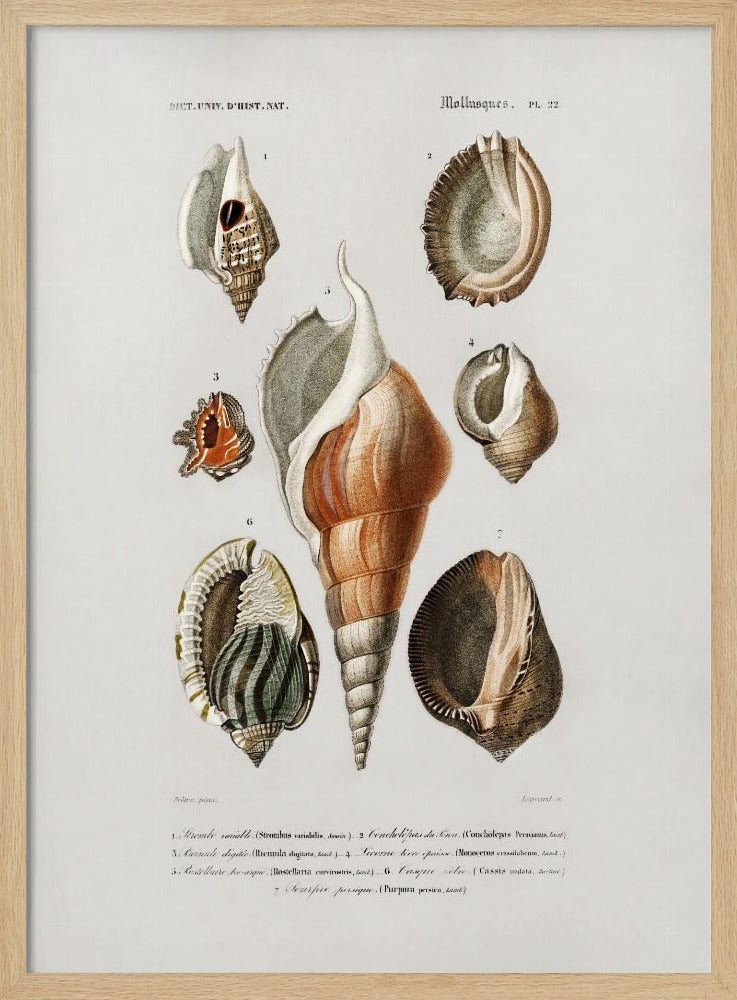 Verschiedene Weichtierarten | Poster