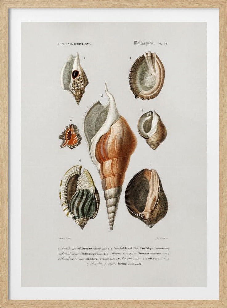 Verschiedene Weichtierarten | Poster