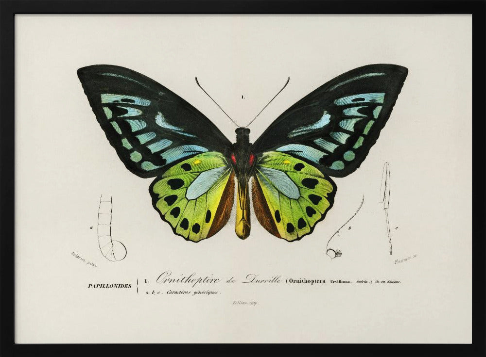 Grüner Vogelflügel-Schmetterling | Poster