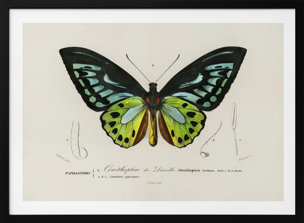 Grüner Vogelflügel-Schmetterling | Poster
