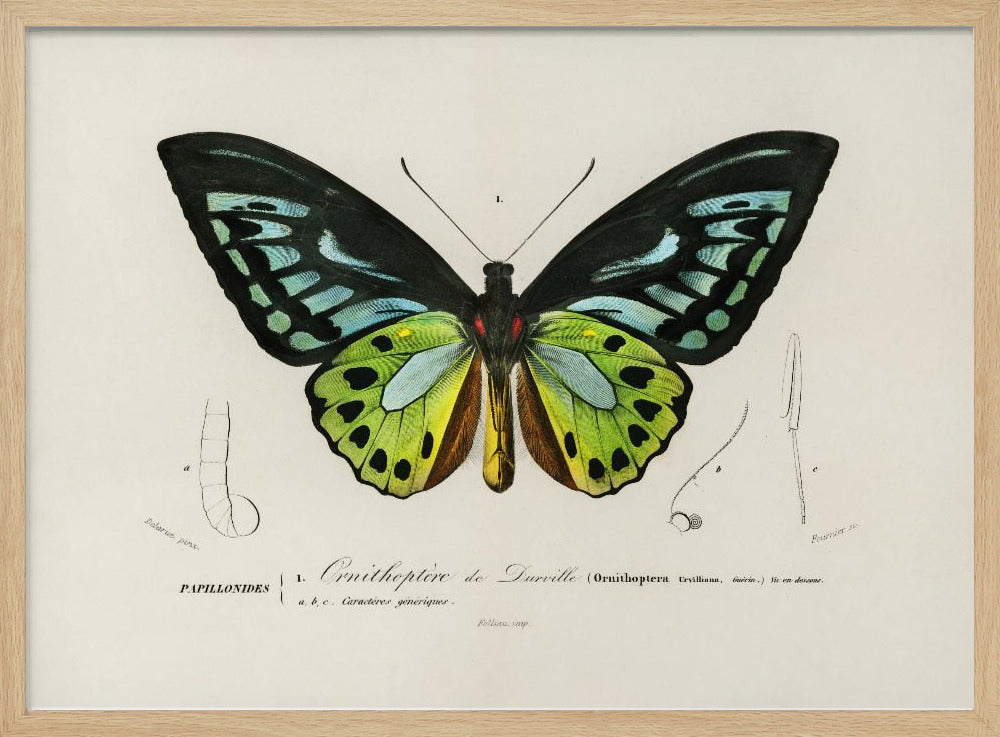 Grüner Vogelflügel-Schmetterling | Poster