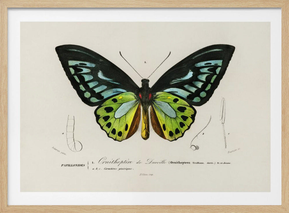 Grüner Vogelflügel-Schmetterling | Poster