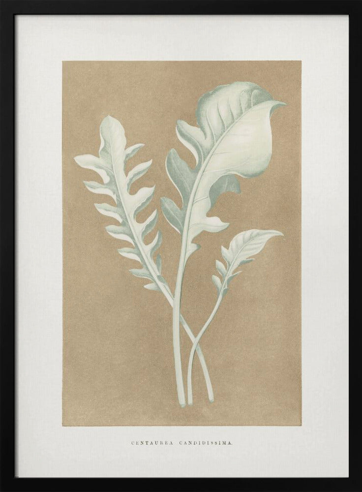 Centaurea Candidissima Blatt Illustration | Poster