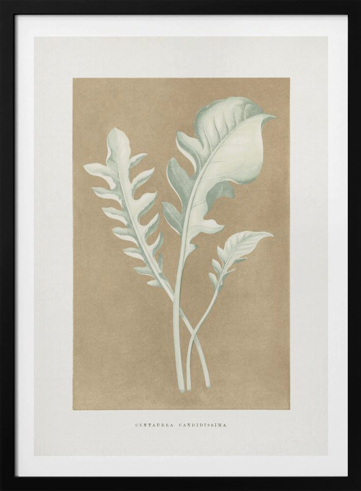 Centaurea Candidissima Blatt Illustration | Poster