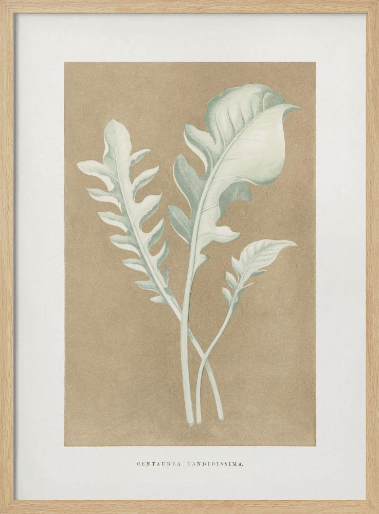 Centaurea Candidissima Blatt Illustration | Poster