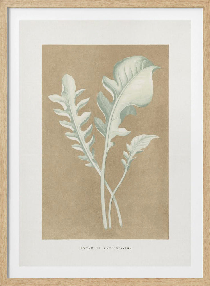 Centaurea Candidissima Blatt Illustration | Poster