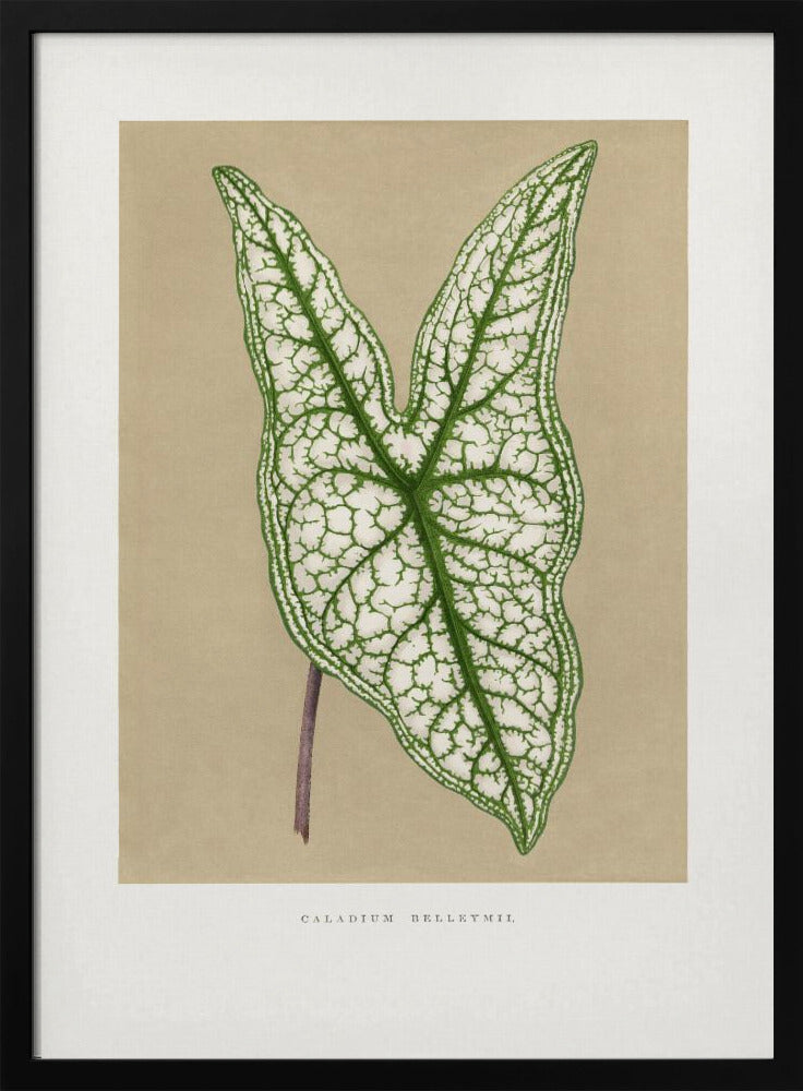 Grüne Caladium Belleymii Blatt Illustration | Poster