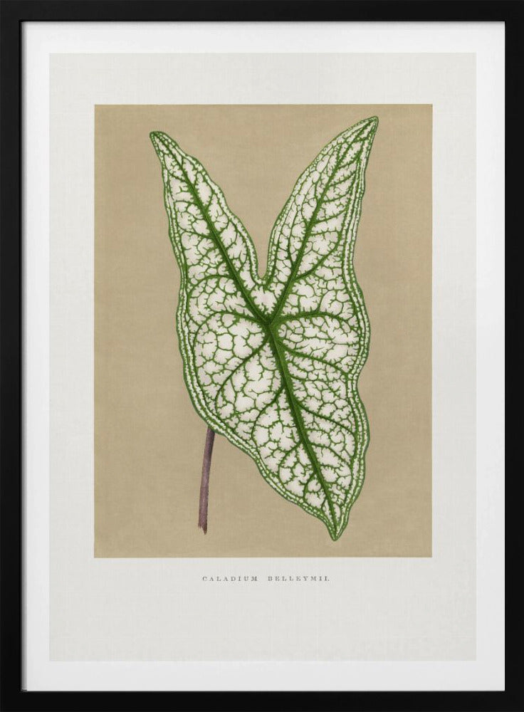 Grüne Caladium Belleymii Blatt Illustration | Poster