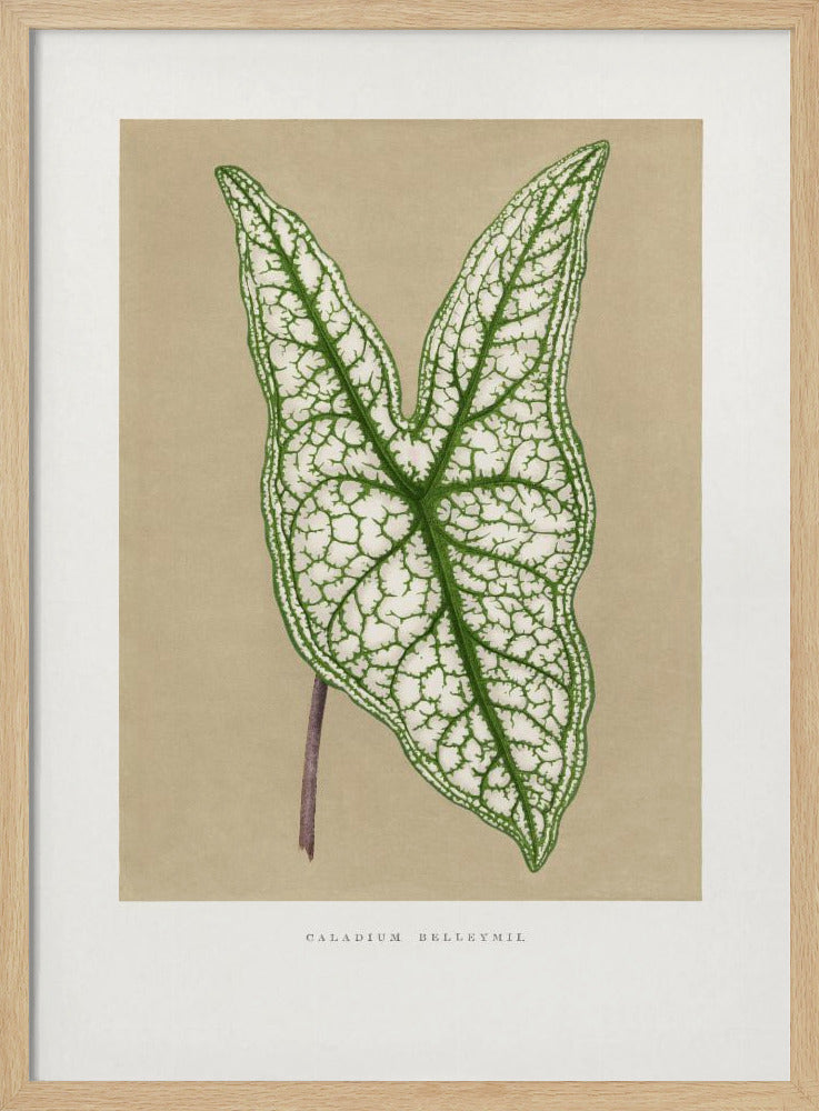 Grüne Caladium Belleymii Blatt Illustration | Poster