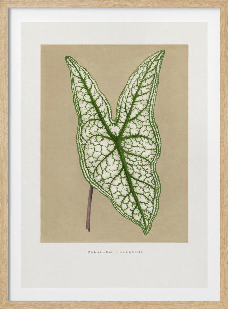Grüne Caladium Belleymii Blatt Illustration | Poster