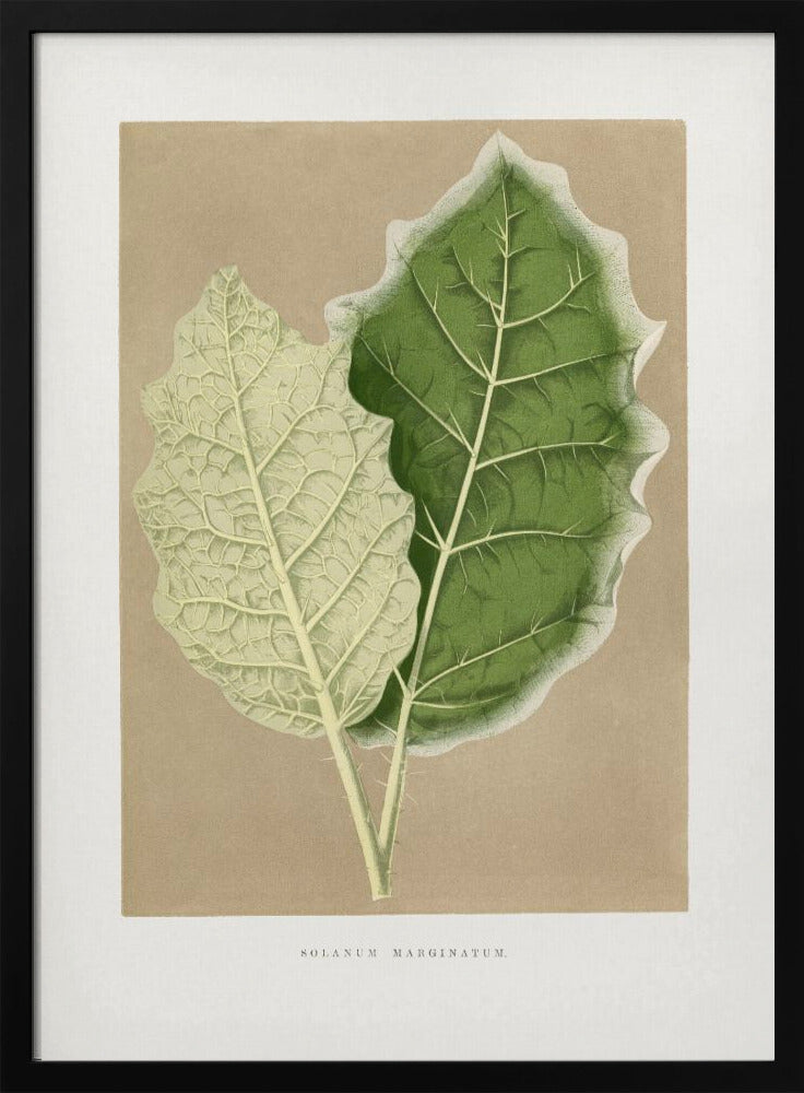 Grünes Solanum Marginatum Blatt Illustration | Poster